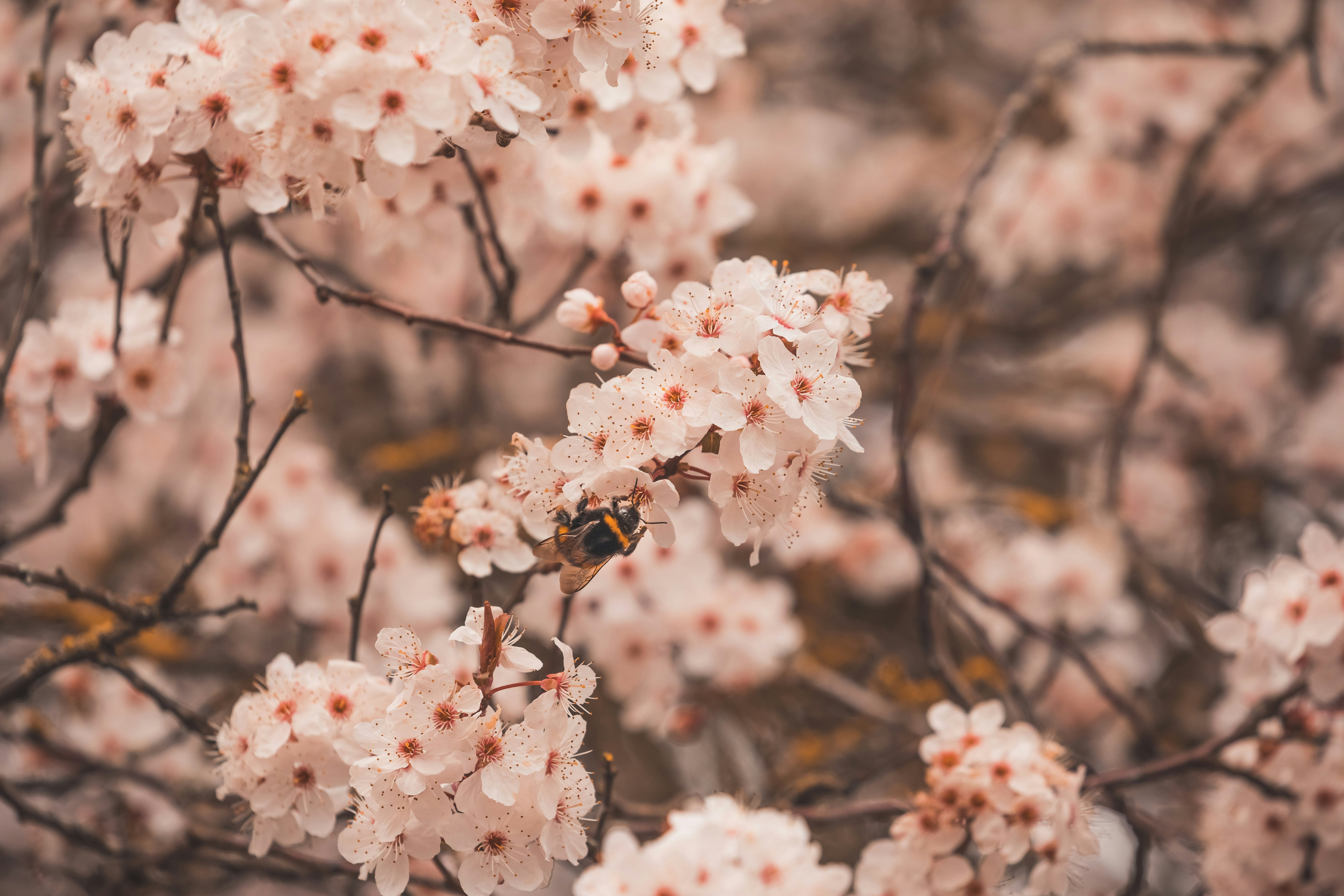 white cherry blossom in close up photography